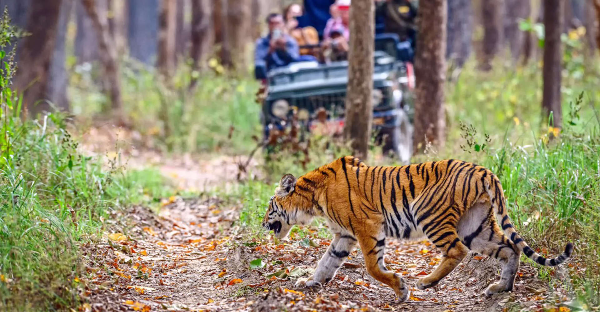 Wild Encounters in Eastern Nepal: Exploring Koshi Tappu Wildlife Reserve from Itahari